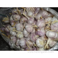 Normal White Garlic Export Standard